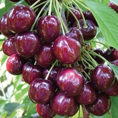 Черешня СЭМ колонновидная  Черешня СЭМ колонновидная в Магнитогорске