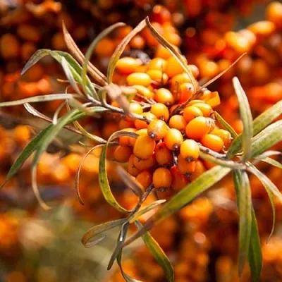 Облепиха ФИНСКАЯ в Магнитогорске