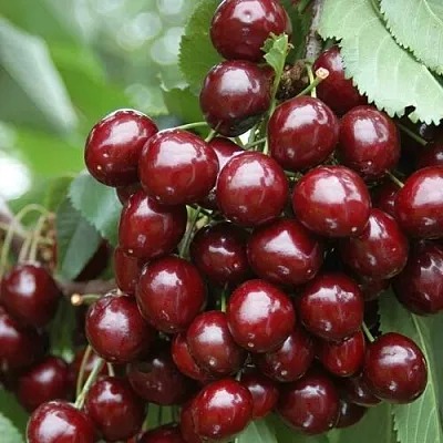 Черешня СИЛЬВИЯ колоновидная  Черешня СИЛЬВИЯ колоновидная в Магнитогорске