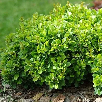 Барбарис КОБОЛЬД тунберга  Барбарис КОБОЛЬД тунберга в Магнитогорске