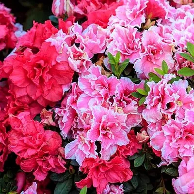 Декоративные растения  Декоративные растения в Магнитогорске