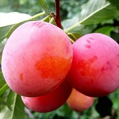 Слива КОМЕТА  Слива КОМЕТА в Магнитогорске