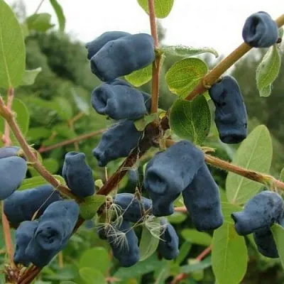 Жимолость съедобная ПУШКИНСКАЯ  Жимолость съедобная ПУШКИНСКАЯ в Магнитогорске