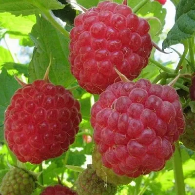 Малина НОВОСТЬ КУЗЬМИНА   Малина НОВОСТЬ КУЗЬМИНА  в Магнитогорске