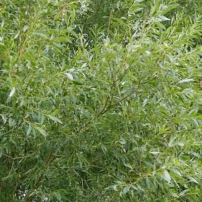 Ива ВИТЕЛЛИНА белая   Ива ВИТЕЛЛИНА белая  в Магнитогорске