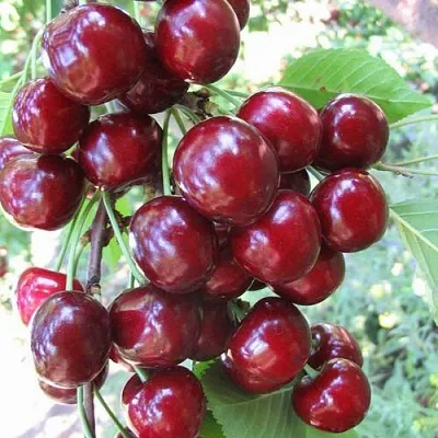 Черешня ОДРИНКА  Черешня ОДРИНКА в Магнитогорске