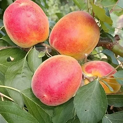 Абрикос ОСОБЕННЫЙ ДЕНИСЮКА  Абрикос ОСОБЕННЫЙ ДЕНИСЮКА в Магнитогорске