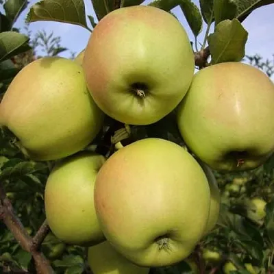 Яблоня СКИФСКОЕ ЗОЛОТО  Яблоня СКИФСКОЕ ЗОЛОТО в Магнитогорске