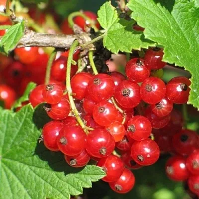 Смородина красная РАЧКОВСКАЯ в Магнитогорске