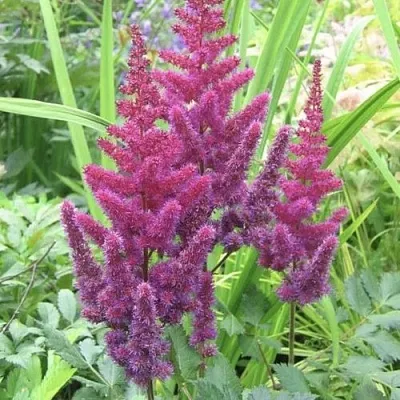 Астильба КАРАОКЕ ПАРТИ китайская  Астильба КАРАОКЕ ПАРТИ китайская в Магнитогорске