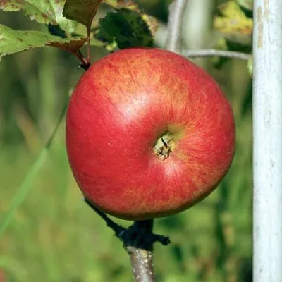 Яблоня ДЫЯМЕНТ  Яблоня ДЫЯМЕНТ в Магнитогорске