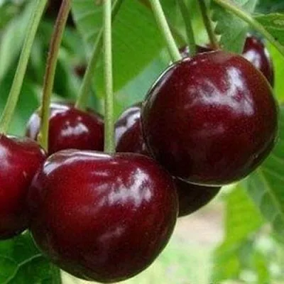 Вишня МИЛАВИЦА  Вишня МИЛАВИЦА в Магнитогорске