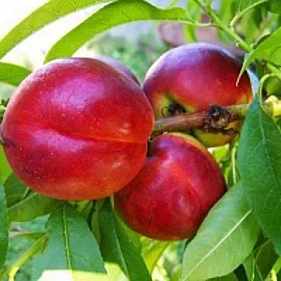 Нектарин  Нектарин в Магнитогорске