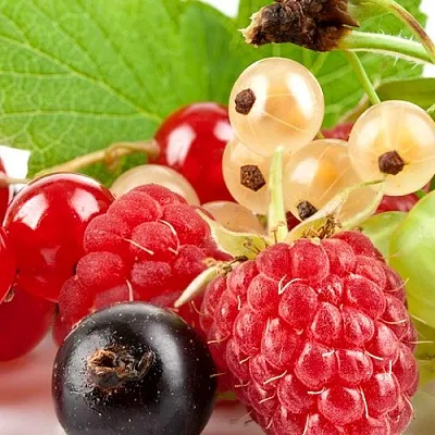 Плодовые кустарники  Плодовые кустарники в Магнитогорске