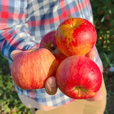 Яблоня КРАСАВИТА  Яблоня КРАСАВИТА в Магнитогорске