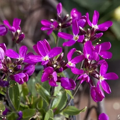 Арабис РОУЗ делайт  Арабис РОУЗ делайт в Магнитогорске