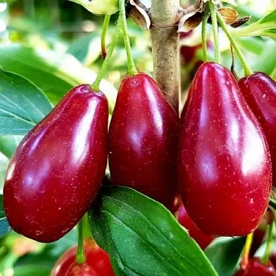 Кизил ВЛАДИМИРСКИЙ в Магнитогорске