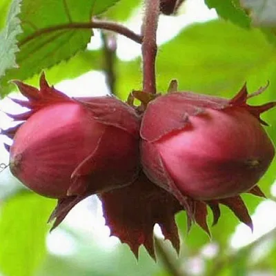 Фундук АЙВЕНГО в Магнитогорске