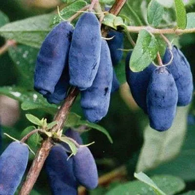 Жимолость съедобная ЛАЗУРНАЯ  Жимолость съедобная ЛАЗУРНАЯ в Магнитогорске