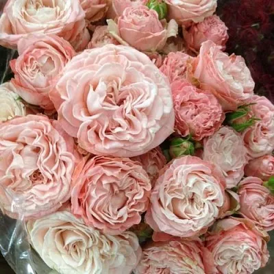 Саженцы роз МАДАМ БОМБАСТИК спрей  Саженцы роз МАДАМ БОМБАСТИК спрей в Магнитогорске