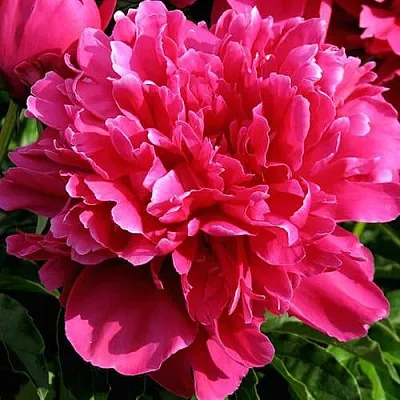 Пион ВИКТУАР ДЕ ЛА МАРН травянистый  Пион ВИКТУАР ДЕ ЛА МАРН травянистый в Магнитогорске