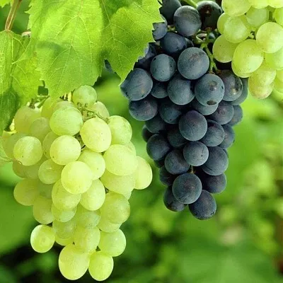 Столовый Столовый в Магнитогорске