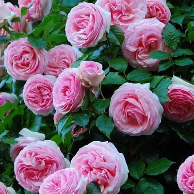 Саженцы роз ПЬЕР ДЕ РОНСАР плетистая  Саженцы роз ПЬЕР ДЕ РОНСАР плетистая в Магнитогорске