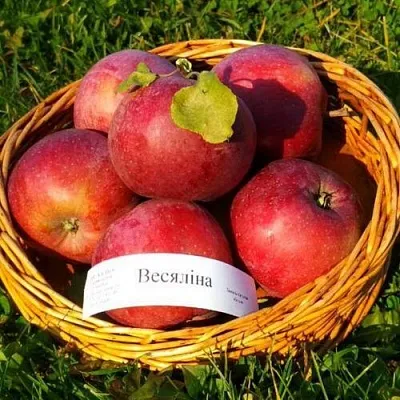 Яблоня ВЕСЯЛИНА  Яблоня ВЕСЯЛИНА в Магнитогорске
