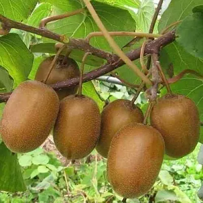 Актинидия ХЕЙВАРД деликатесная   Актинидия ХЕЙВАРД деликатесная  в Магнитогорске