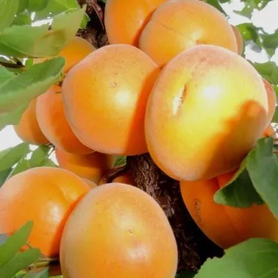 Абрикос ДЕСЕРТНЫЙ — описание сорта Абрикос ДЕСЕРТНЫЙ в Магнитогорске
