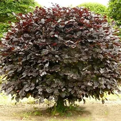 Бук лесной АТРОПУНИЦЕА  Бук лесной АТРОПУНИЦЕА в Магнитогорске