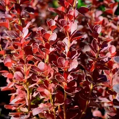 Барбарис ВУЛКАНО тунберга  Барбарис ВУЛКАНО тунберга в Магнитогорске