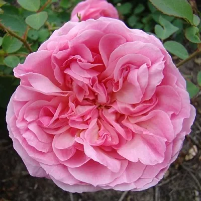 Саженцы роз ХАЙДИ ХОЛЛ английская  Саженцы роз ХАЙДИ ХОЛЛ английская в Магнитогорске