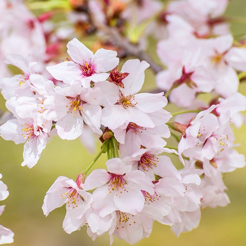 Сакура КОЙО НО МАЙ в Магнитогорске