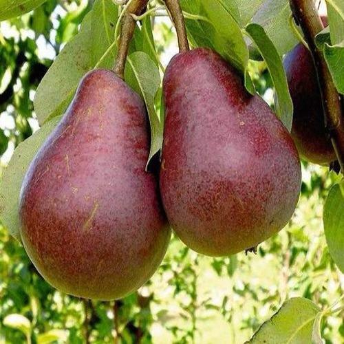 Груша с красной мякотью КРАСНАЯ ИЗ СААРЕМА в Магнитогорске