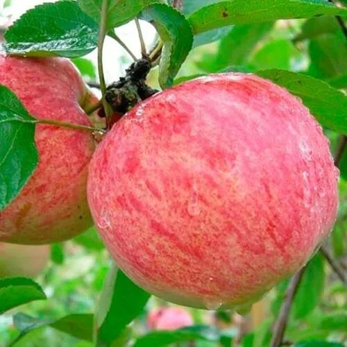 Яблоня КОРИЧНОЕ ПОЛОСАТОЕ в Магнитогорске