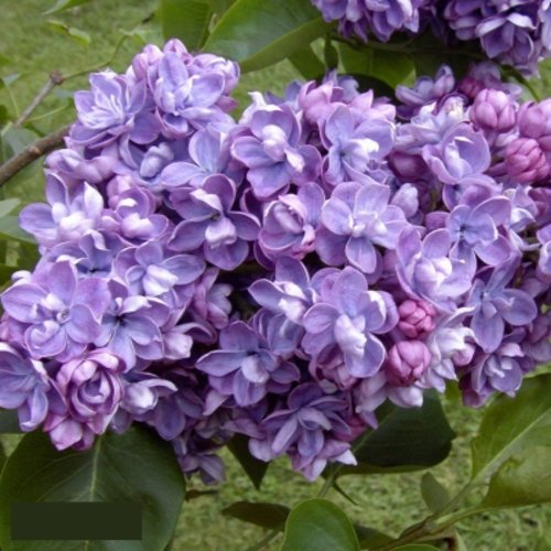 Сирень АМИ ШОТТ в Магнитогорске