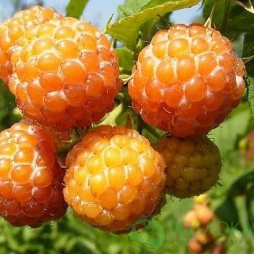 Малина КУМБЕРЛЕНД желтая в Магнитогорске