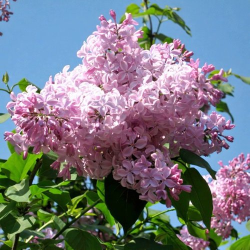 Сирень БУФФОН в Магнитогорске