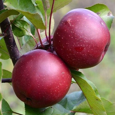 Яблоня красномясая в Магнитогорске