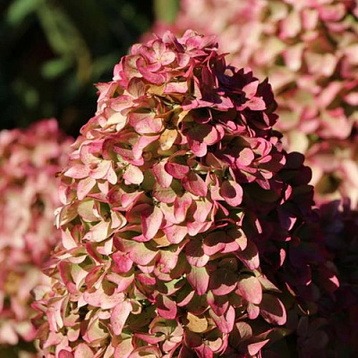 Мэджикал в Магнитогорске