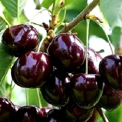 Черешня ДОНЕЦКИЙ УГОЛЁК в Магнитогорске