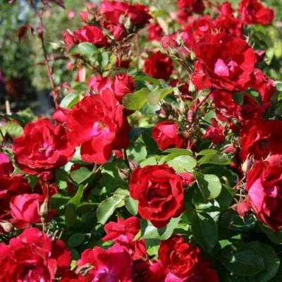 Роза ЧАМПЛЕЙН флорибунда в Магнитогорске