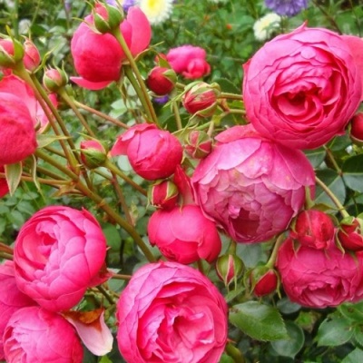 Роза ПОМПОНЕЛЛА флорибунда в Магнитогорске