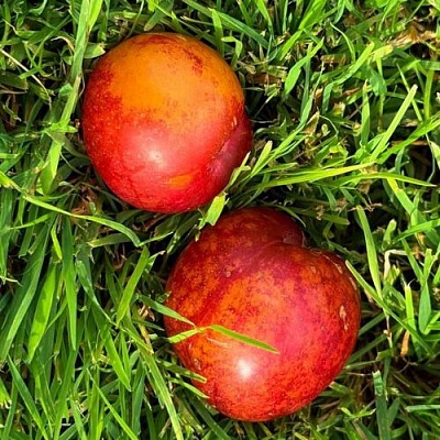 Шарафуга НЕКТАРИННАЯ в Магнитогорске