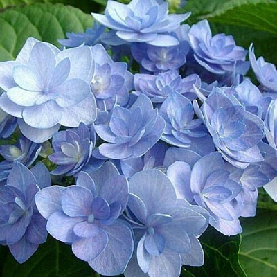 Голубая в Магнитогорске