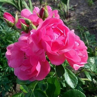 Роза АНГЕЛА флорибунда в Магнитогорске