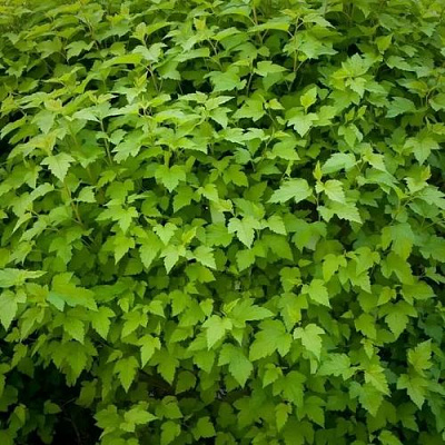 Зеленый в Магнитогорске