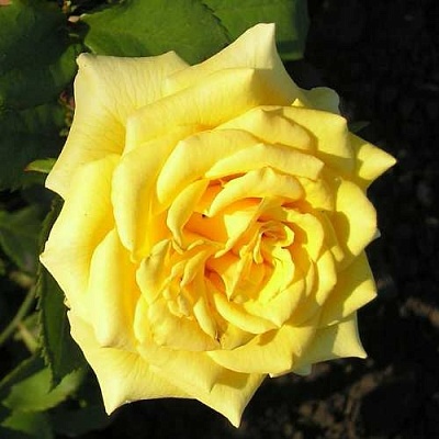 Роза ЛАНДОРА чайно-гибридная  в Магнитогорске