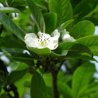 МУШМУЛА  в Магнитогорске
